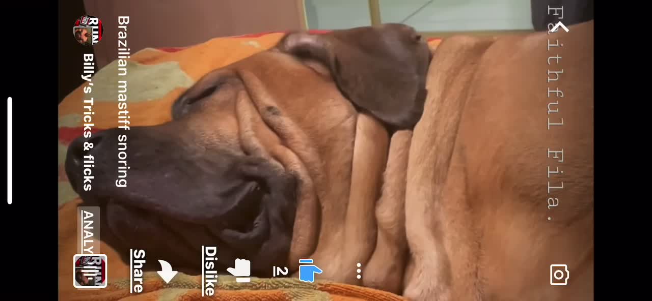 Snoring Brazilian Mastiff (funny )