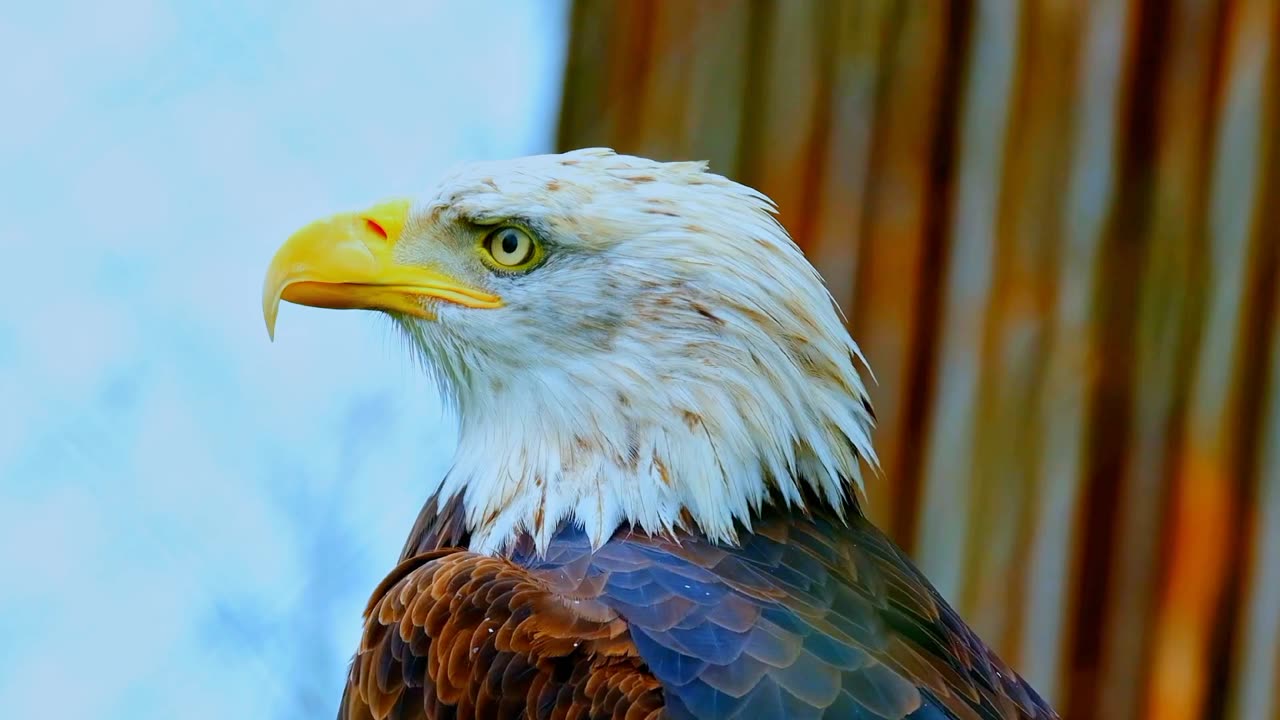 Eagle