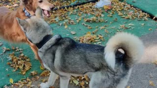 Winter and Toby