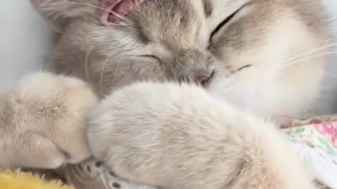 Cute Cats & Funny Cats 😍😍😅😅 #shorts #reels #cats #viral #mmvcats