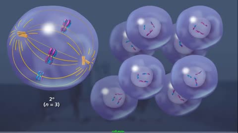 Meiosis - Plants and Animals