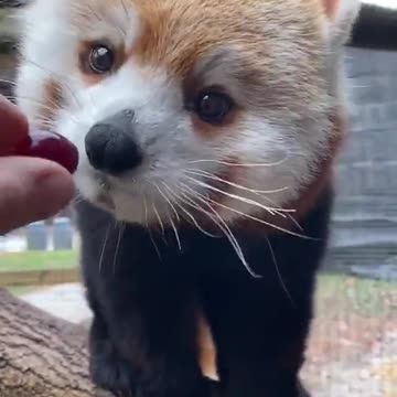Red panda ♥️♥️