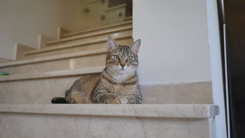 A Cat Sitting on a Home Ladder 💝 😻 💖, Cats' World 🐱, Cute Animals💗, Nice Pets💟💞