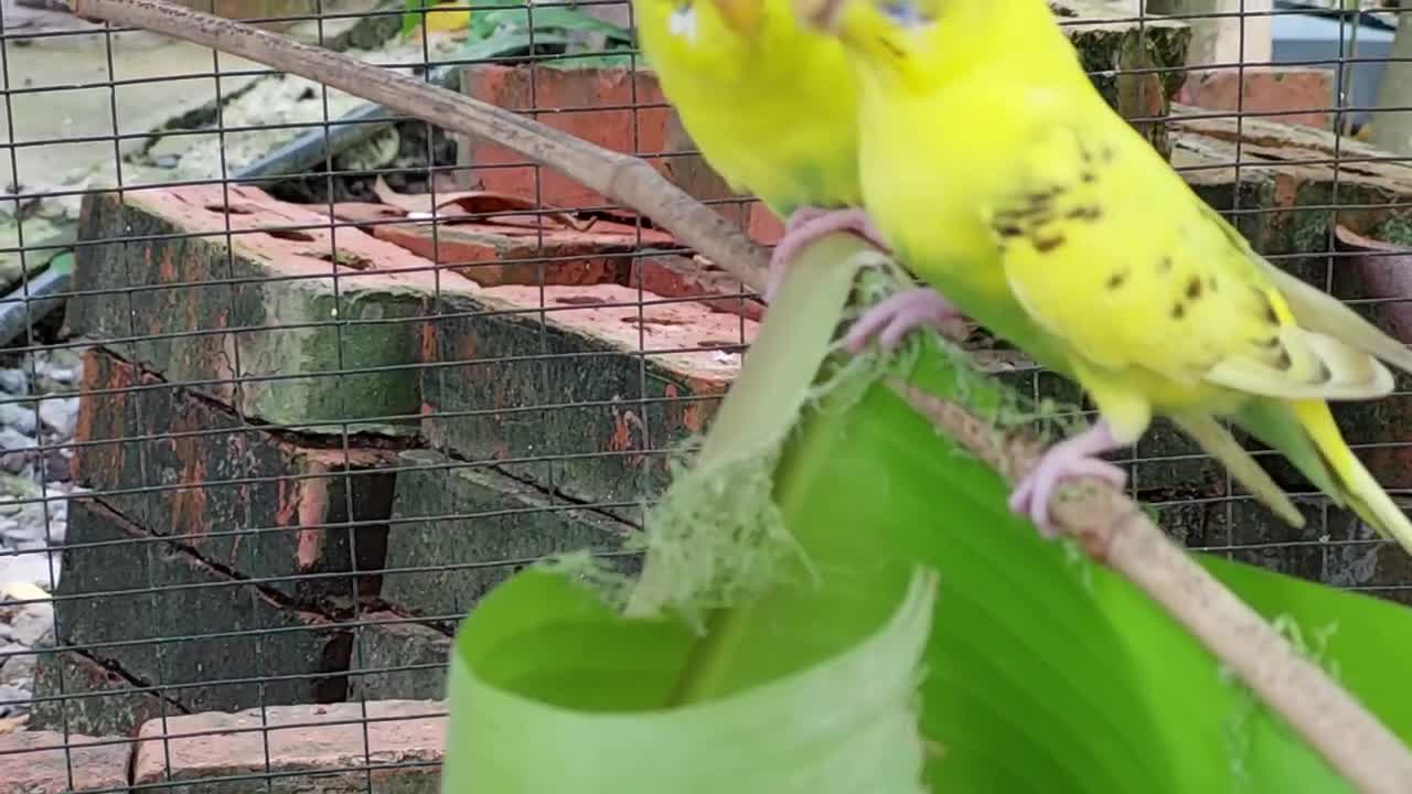 Yellow budgie was eating banana leaf