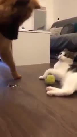 Angry cat! Don't mess with this cats ball!!! LOL