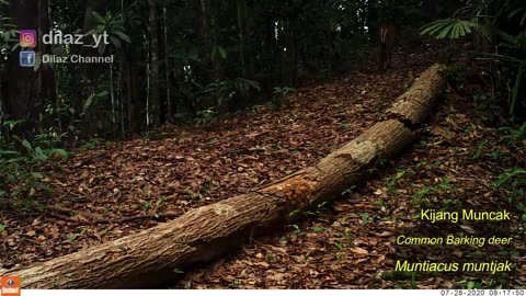 Banyak hewan langka (Rekaman Kamera Trap No. 2 Bulan Juli 2020)