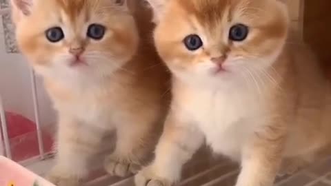 Best Funny Cats