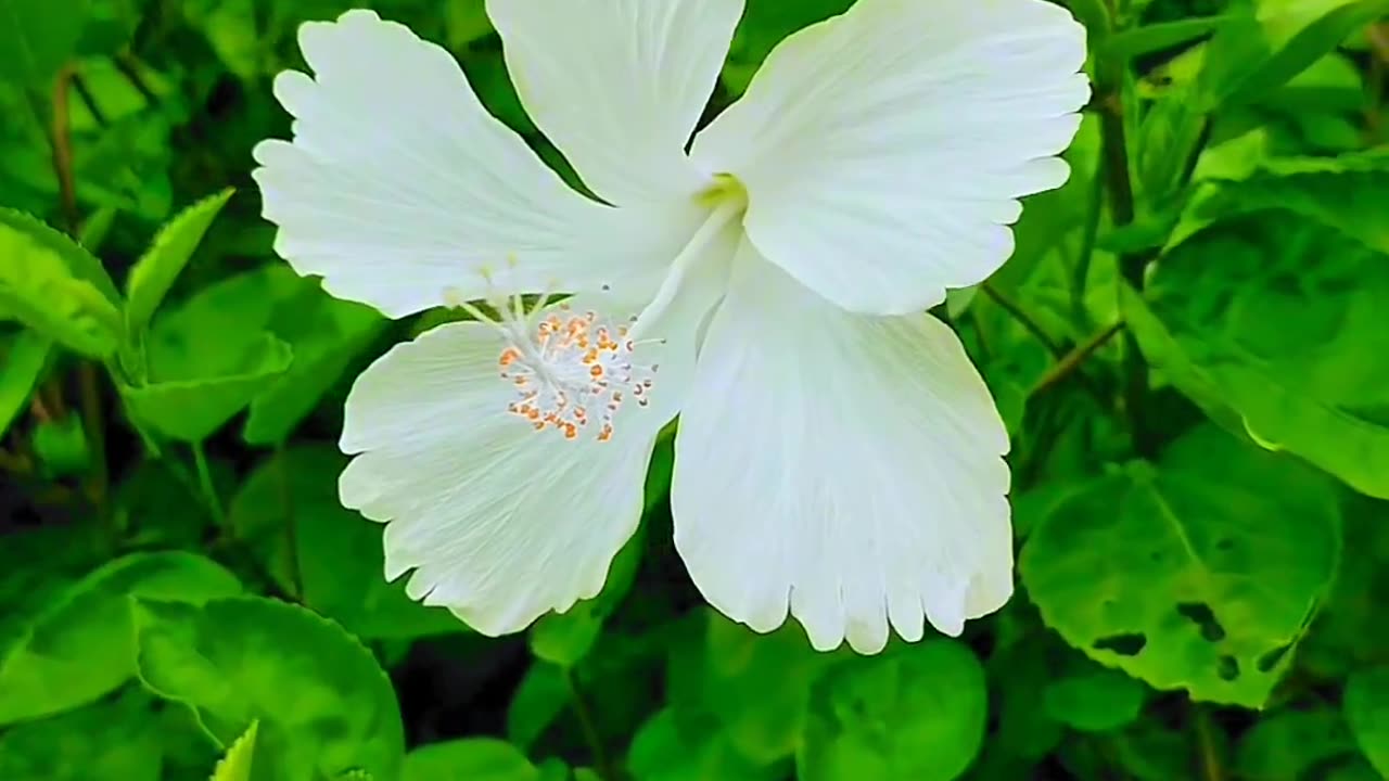 Nature of Uttrakhand