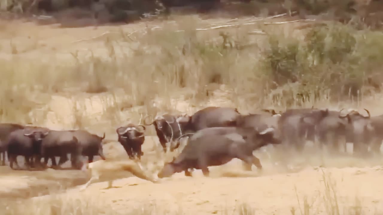 Lions Attacks Hippo To Rescue Teammates From Giant Mouth- The Fierce Battle Between Hippo Vs Lions