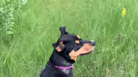 Rottweiler on wild game track hunting