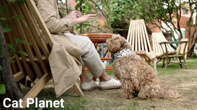 Cutest Dogs Compilation
