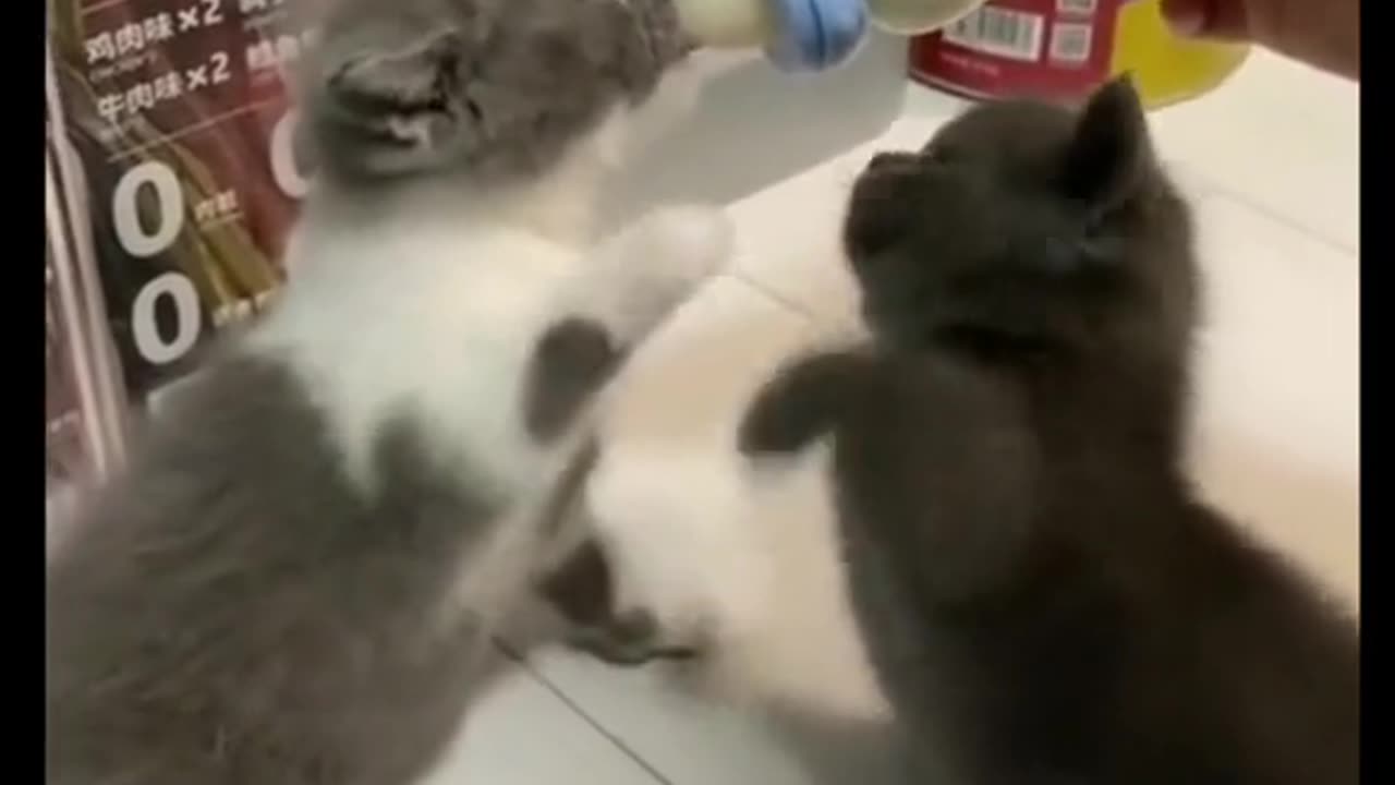 Cute cat funny video .