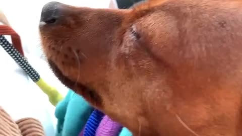 Sleepy time for my dog 😂😵‍💫