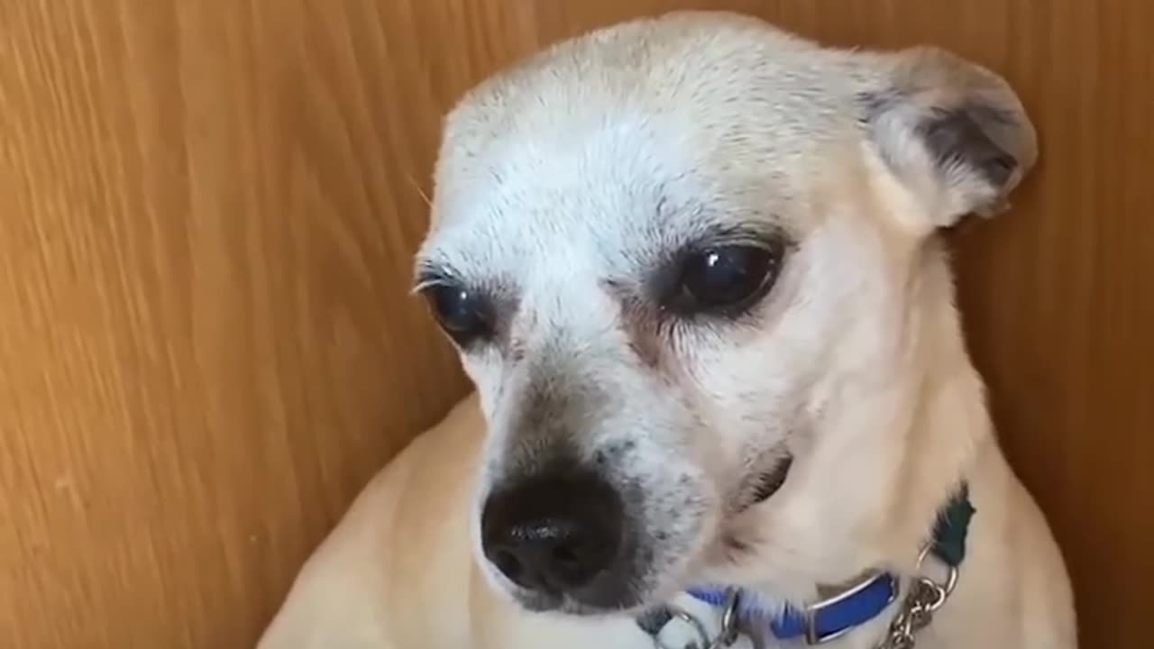 Terrified RESCUE dog had never felt the touch of a kind kind