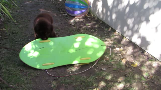 Newfoundland puppy's "chew toy" is extremely large