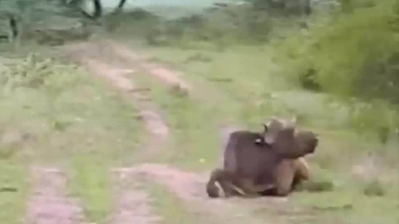 The Battle of the lion and the wild cow