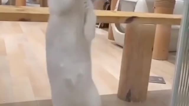 This cat is a great dancer