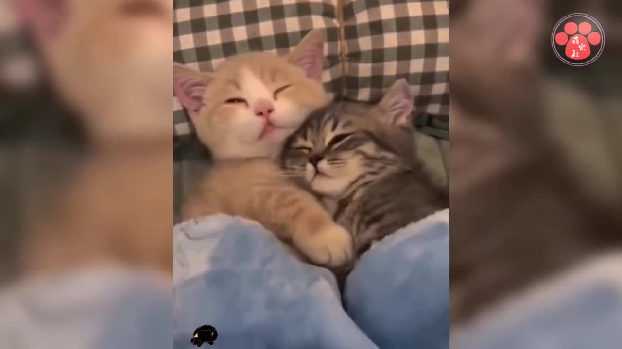 Happy and Funny Pet Video (Suppress Laughter)