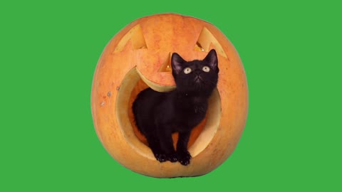 Cat Halloween pet kitten feline