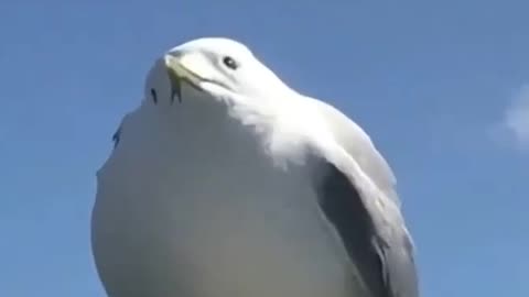 funny animal videos 🤣😂