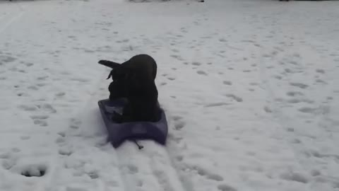 Puppies Love to go Sledding