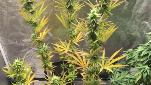Tropicana Haze at 6 Weeks