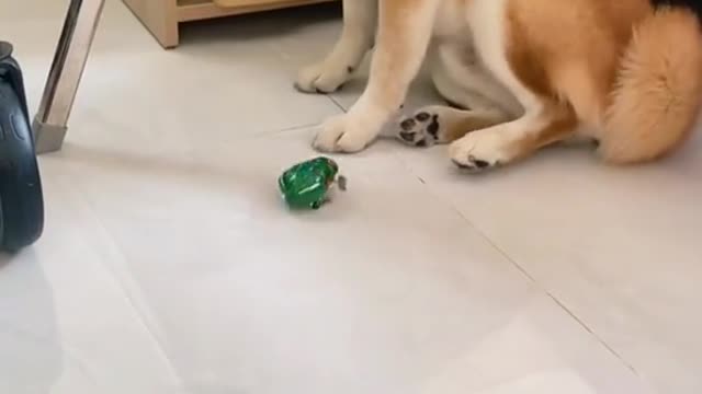 Afraid of Frog toys