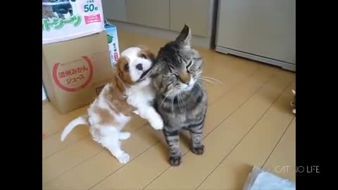 Funny cat and dog compilation 😋😋😋😋