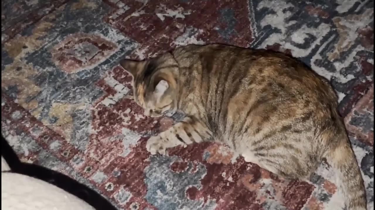 The Best Funny Cat Videos