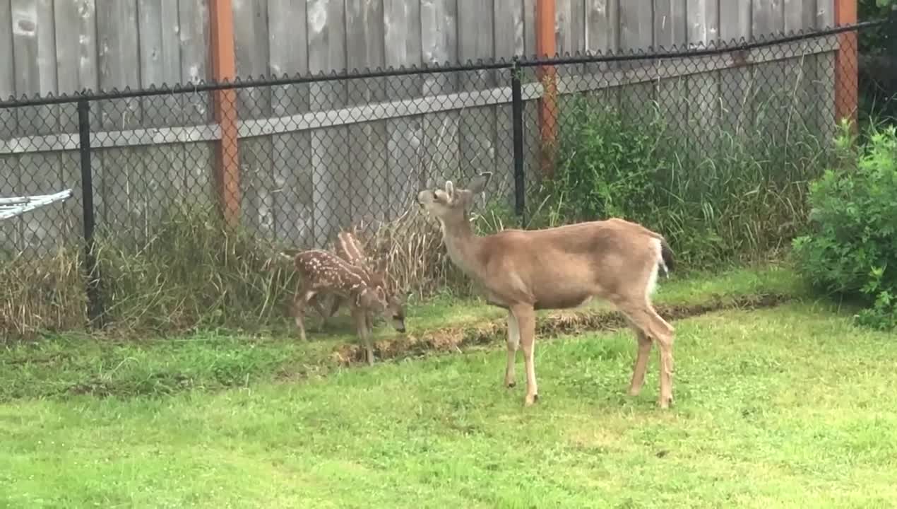 Frisky Fawns