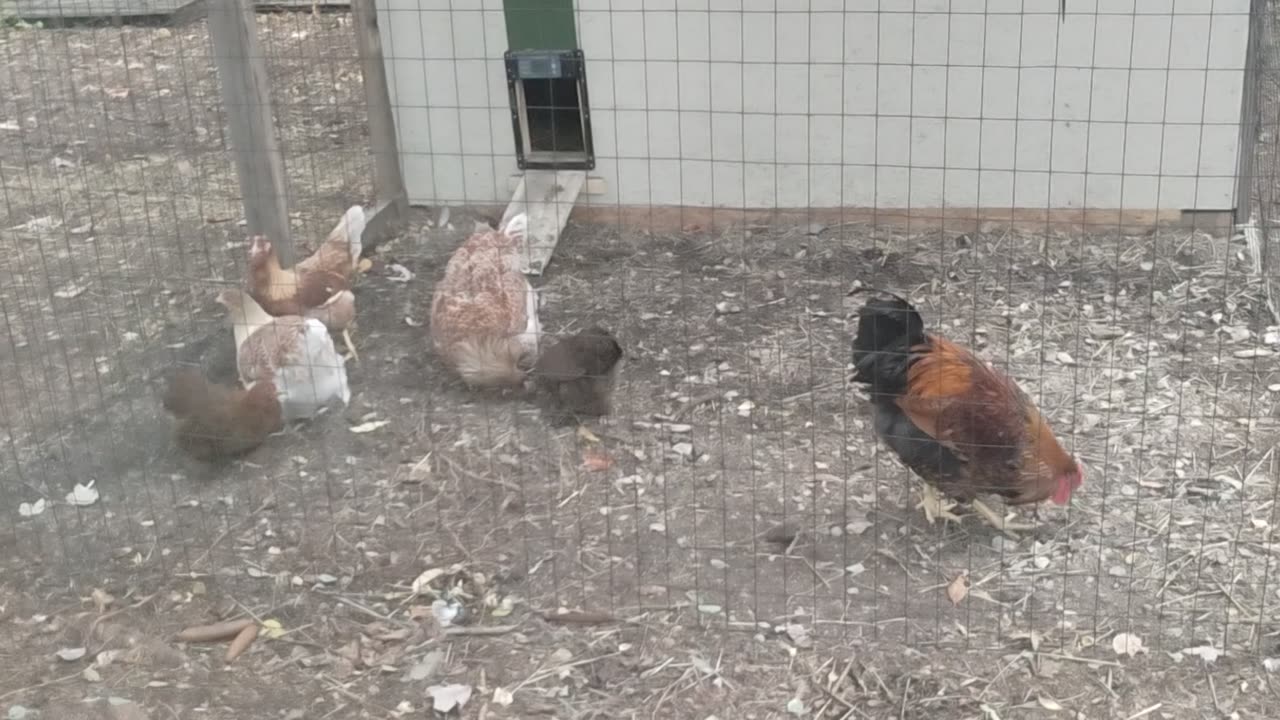 Thr Grand Chickens 🐔