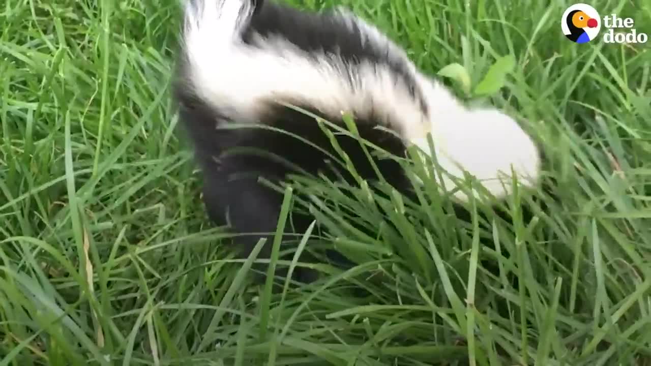 Orphaned Skunk Follows Woman Home _ The Dodo