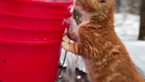 Cute Cats & Funny Cats 😍😍😅😅 #cats #reels #shorts #viral #pets #mmvcats