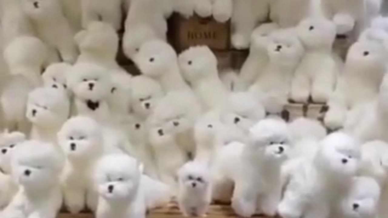 Cute puppies