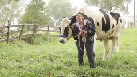 Cows on the Farm