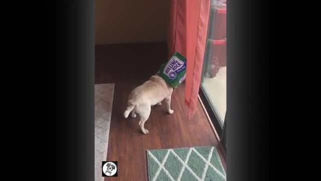 Pug Funny Moments - Cute Dog Videos | Pets Funny