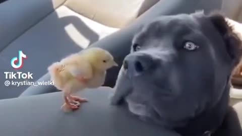 Doggy breakfast 😁🤣