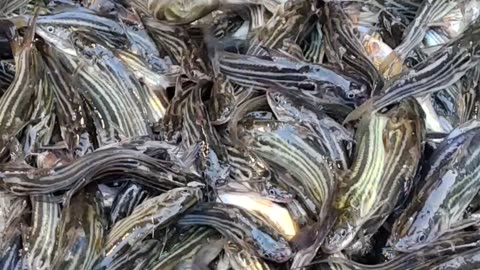 Amazing Tengra Fish Video In Bangladesh Fish Market#shorts
