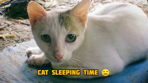 I shot the video while the white cat was sleeping