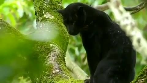 Panther in the Kabini forest