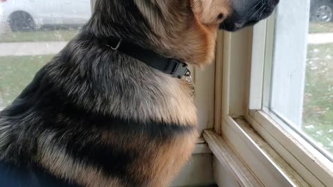 GSD Jake 4.5 months