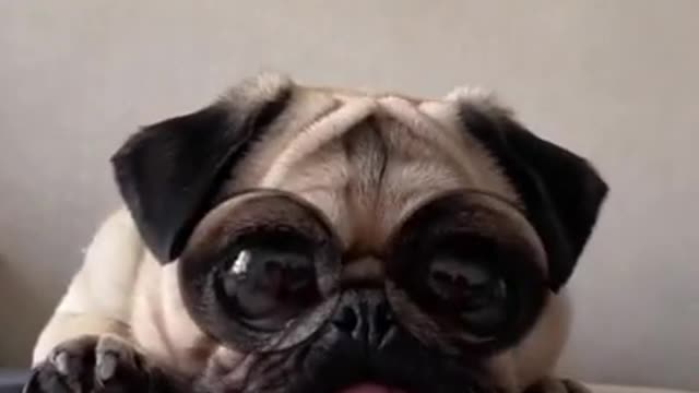 Dog wearing glasses.CUTE AND FUNNY DOG