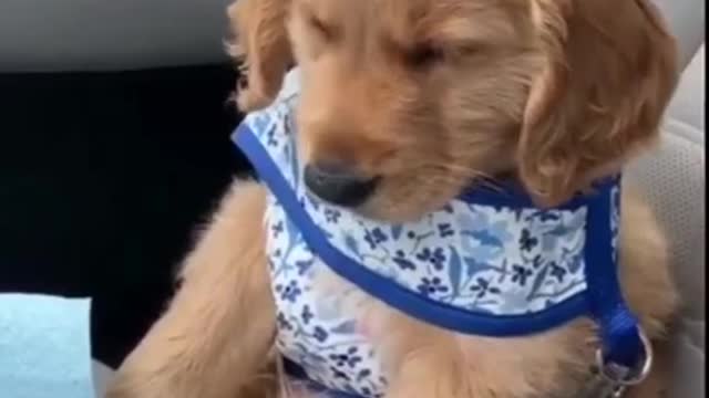 Dog training