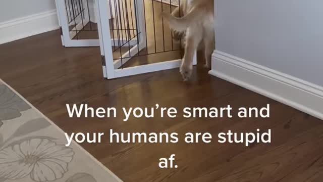 When you're smart and your humans are stupid af.