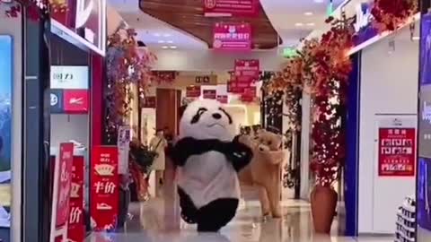 Panda and Bear Fight