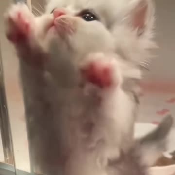 Kittens I love my kitty