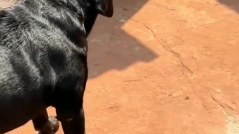 Goat vs dog battle funny