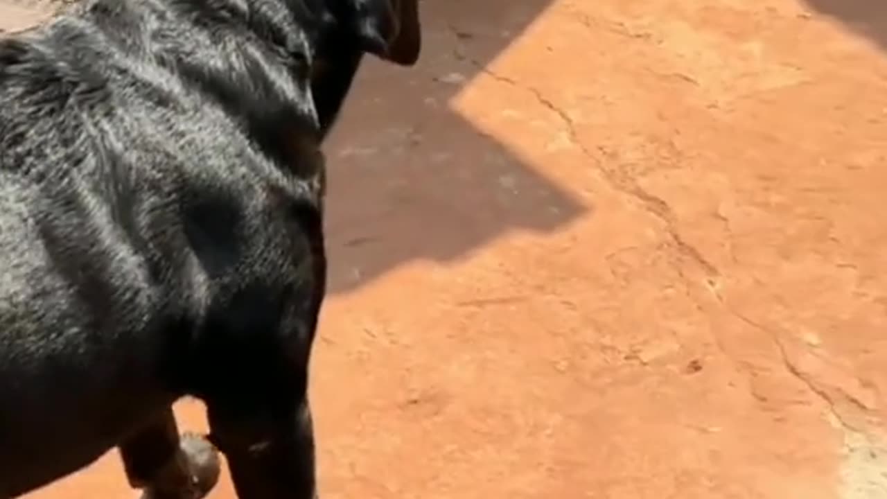 Goat vs dog battle funny