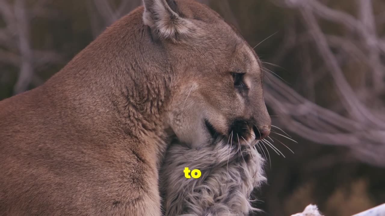 Mountain Lions The Elusive Predators of North America