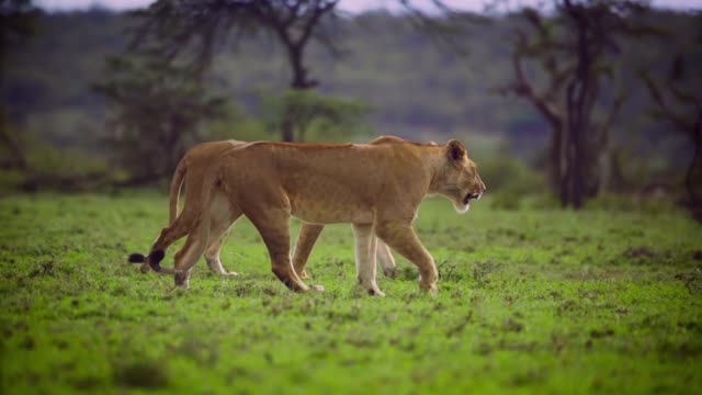 Pair of Lionesses Walking Together